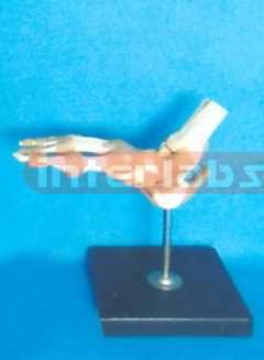 ADVANCED BIG L- FOOT JOINT FUNCTIONAL MODEL (EUR)